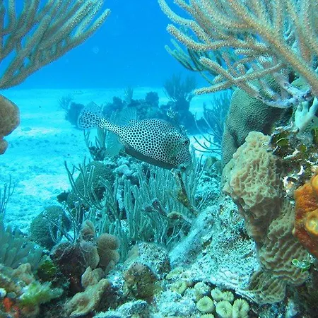 El Pisito La Dolce 푸에르토 델 카르멘